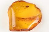 Detailed Fossil Fly (Dolichopodidae) In Baltic Amber #200249-1